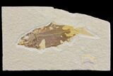 Bargain Fossil Fish (Knightia) - Wyoming #150581-1